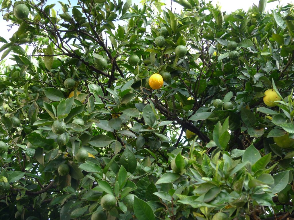 柳橙樹