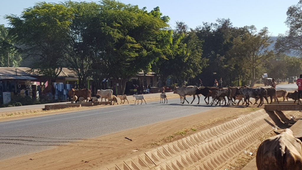 坦尚尼亞村落牛過馬路