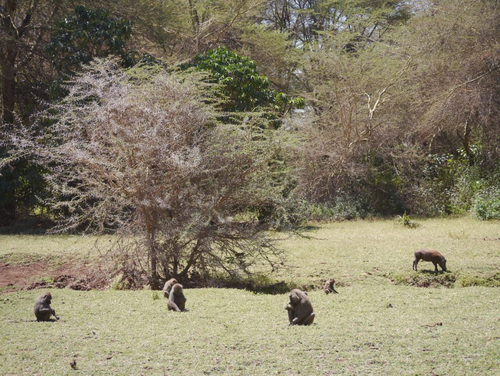 狒狒和疣豬 (Warthog)