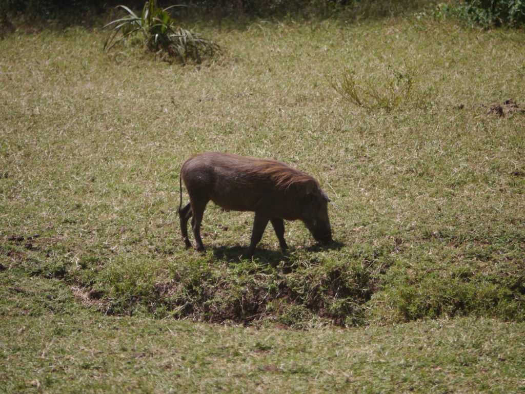 疣豬 (Warthog)