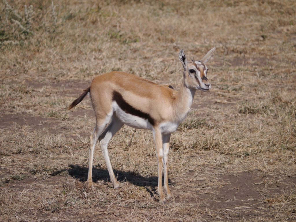 湯氏瞪羚 (Thomson's gazelle)