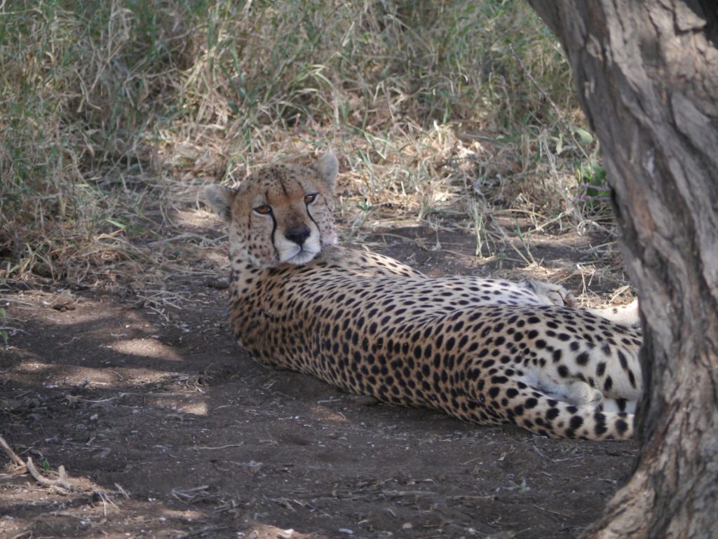獵豹(Cheetah)