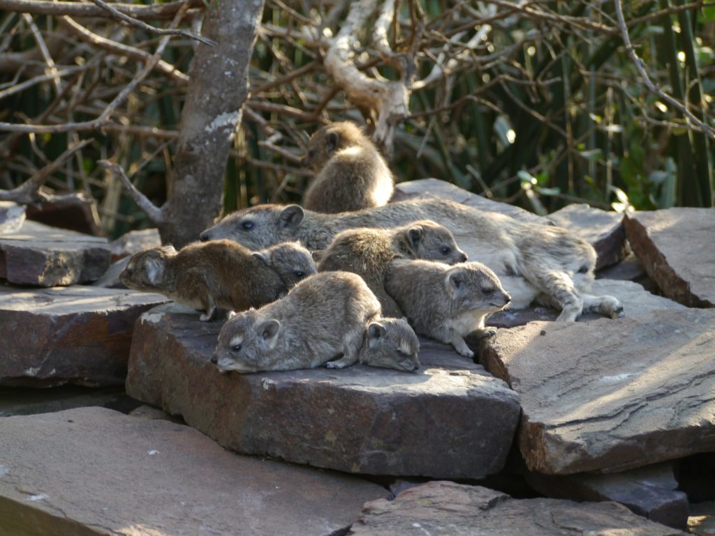 蹄兔(Rock hyrax)