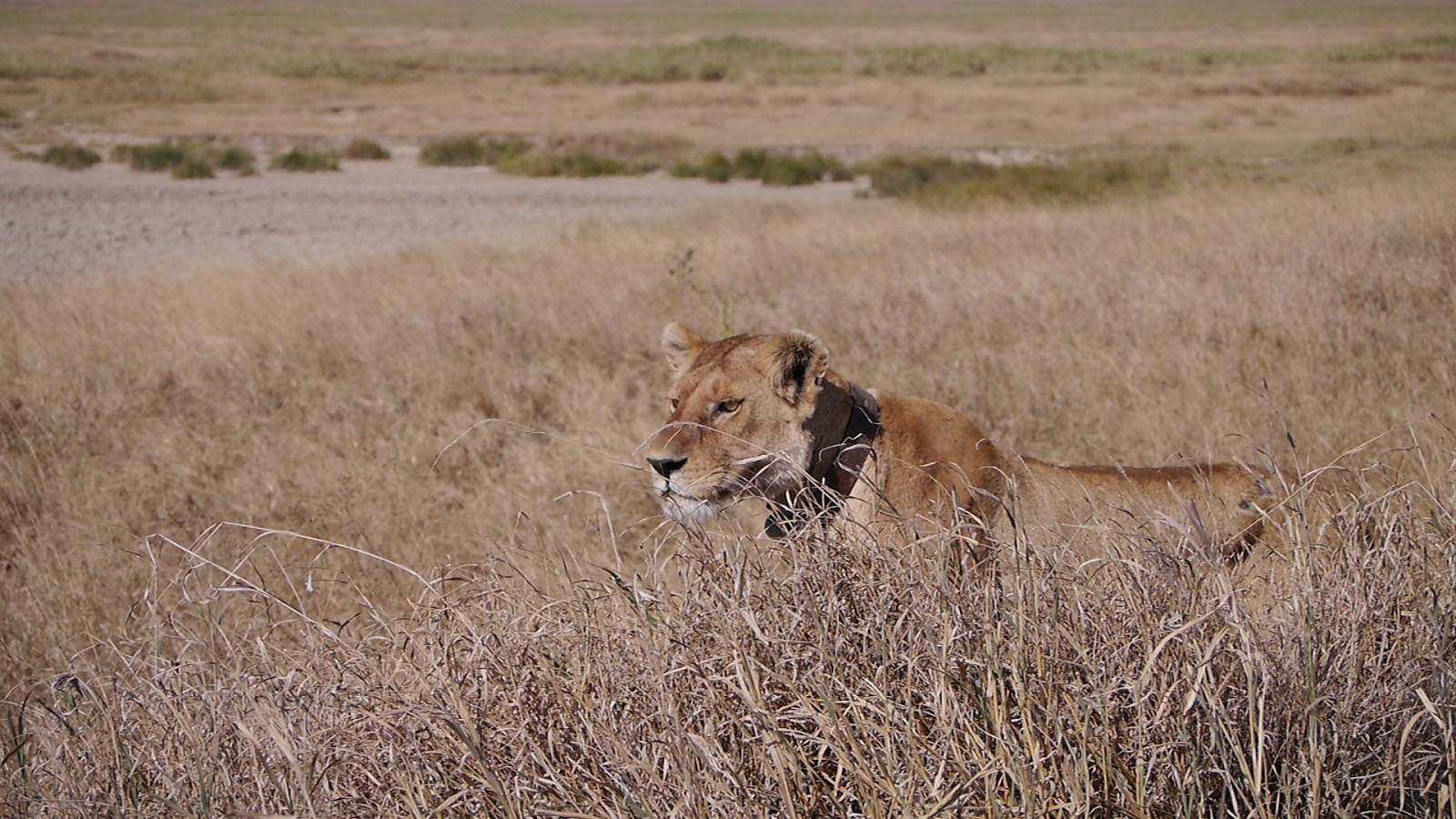 Read more about the article 非洲坦尚尼亞獵遊—Day.5 塞倫蓋提國家公園 Serengeti National Park