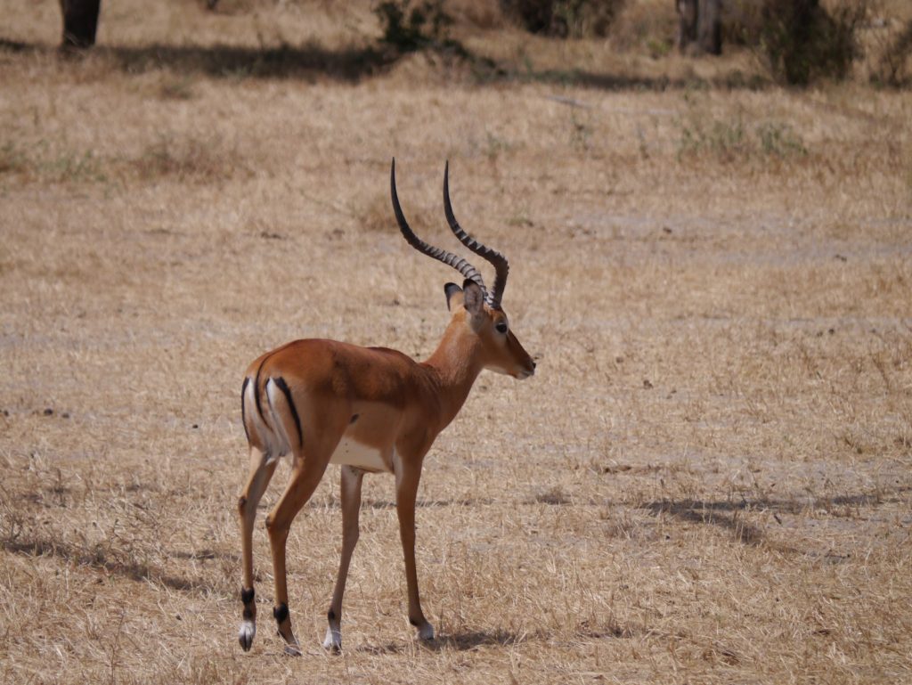 黑斑羚(Impala)