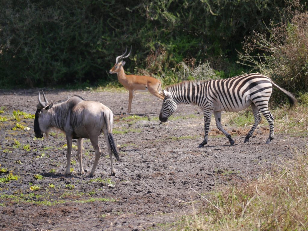 牛羚(Wildebeest)、班馬(Zebra)、黑斑羚(Impala)