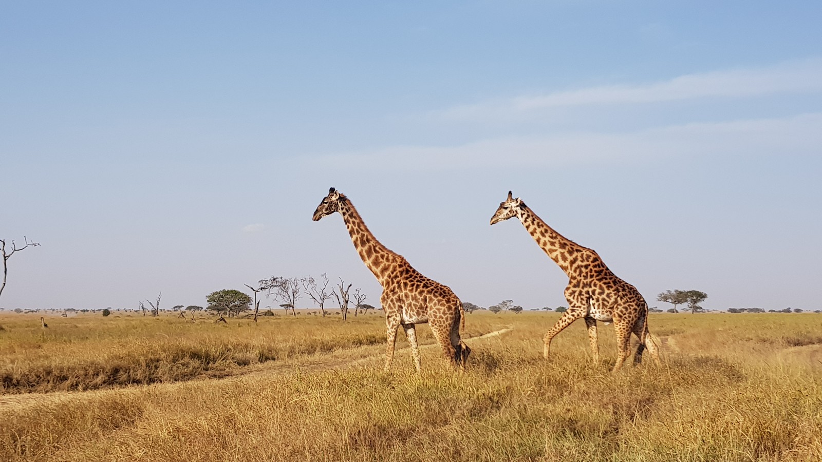 You are currently viewing 非洲坦尚尼亞獵遊—Day.6 塞倫蓋提國家公園 Serengeti National Park