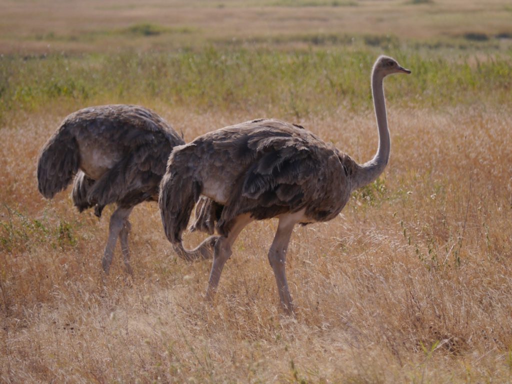 鴕鳥(Ostrich)