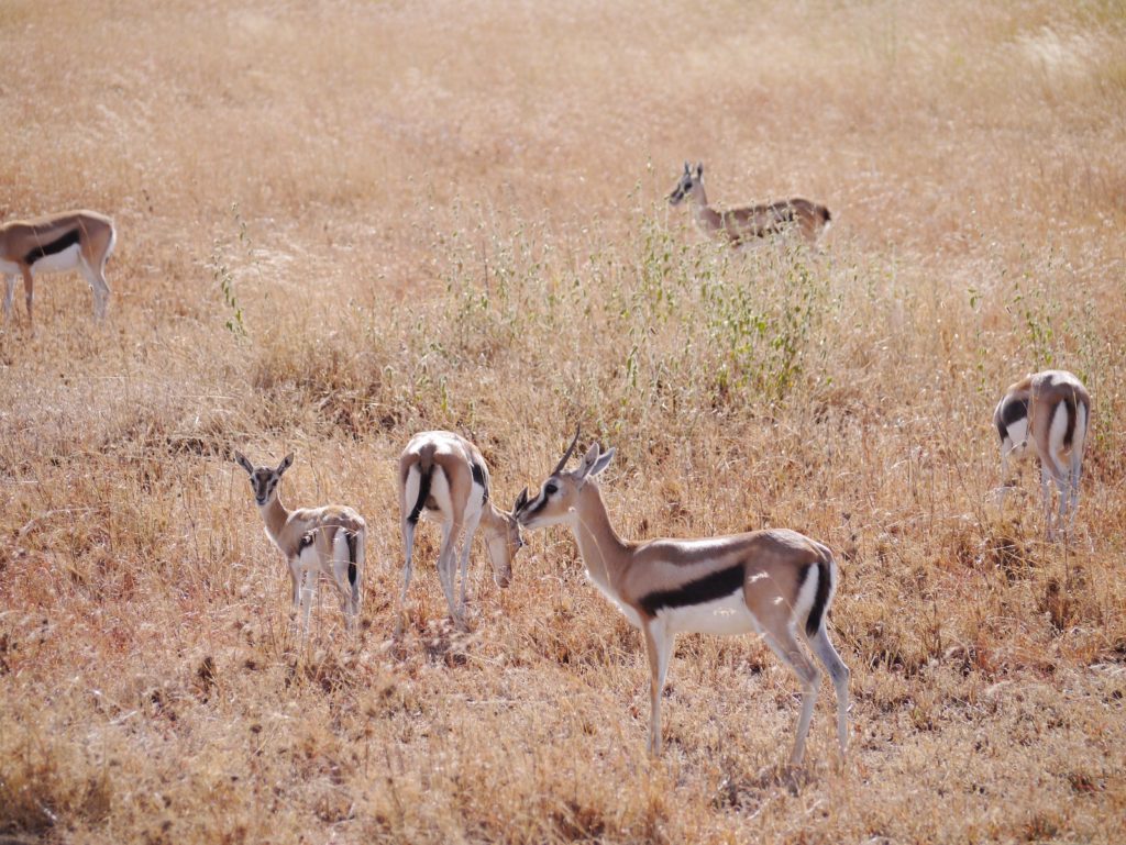 湯氏瞪羚 (Thomson’s gazelle)