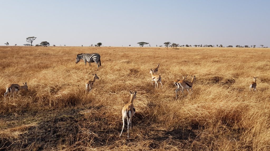 斑馬和湯氏瞪羚 (Thomson’s gazelle)
