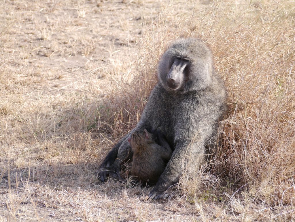 狒狒 (Baboon)