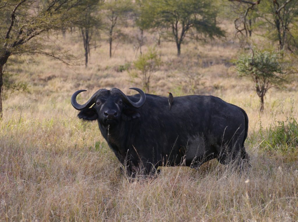 非洲水牛 (Buffalo)