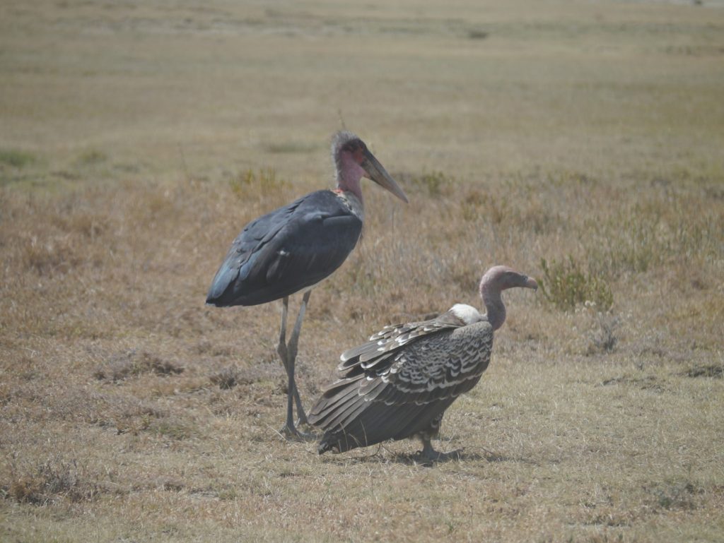 禿鷹 (Vulture) 及禿鸛 (Marabou stork)